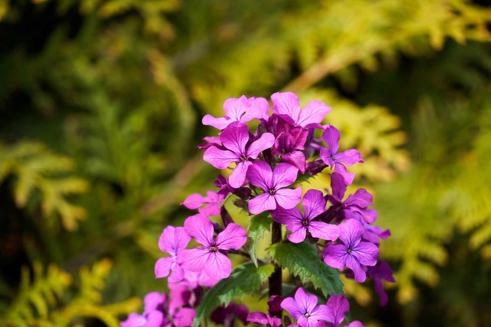 kwiat lunaria annua